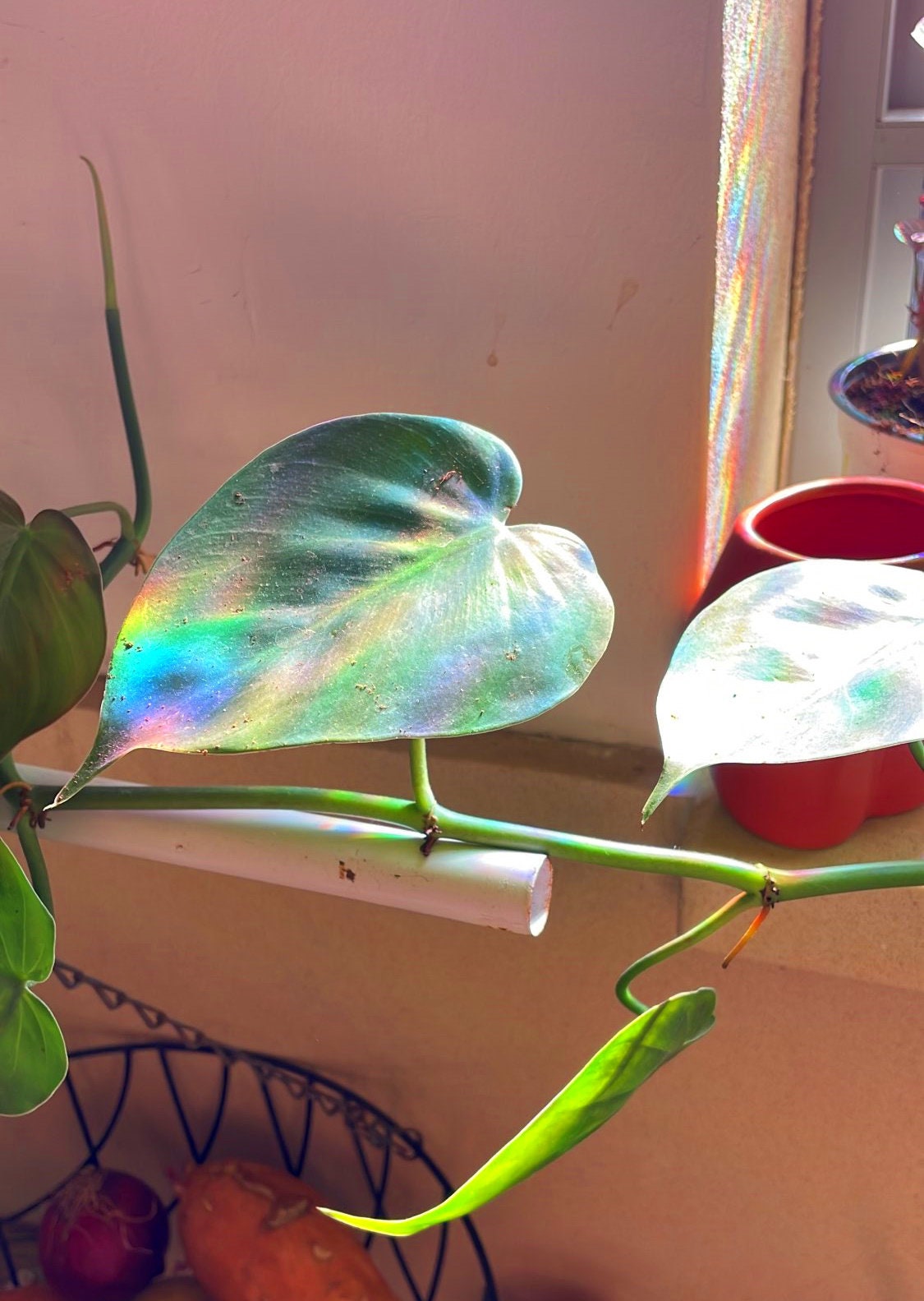 2 ginkgo leaf suncatchers, ginkgo window decal, rainbow maker, suncatcher for window, rainbow suncatcher sticker, plant lover window cling